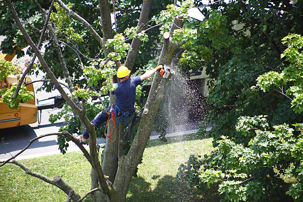 Best Lawn Dethatching  in USA